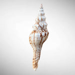Nicobar Spindle Shell Specimen (Fusinus nicobaricus)
