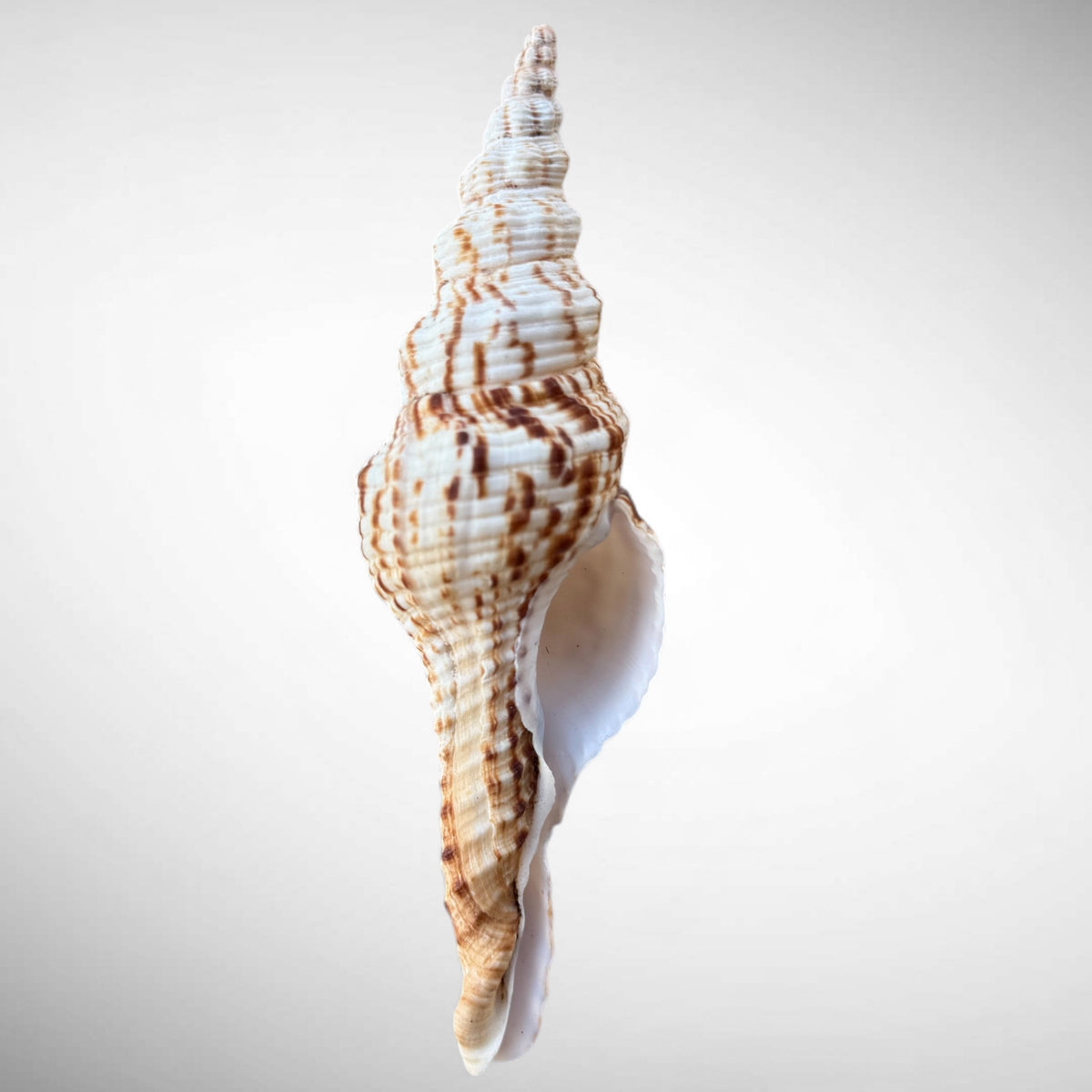 Nicobar Spindle Shell Specimen (Fusinus nicobaricus)