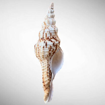 Nicobar Spindle Shell Specimen (Fusinus nicobaricus)
