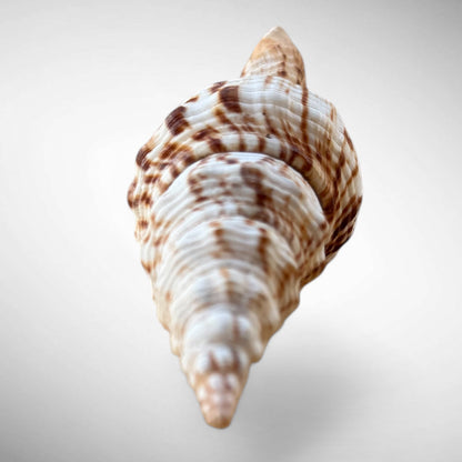 Nicobar Spindle Shell Specimen (Fusinus nicobaricus)