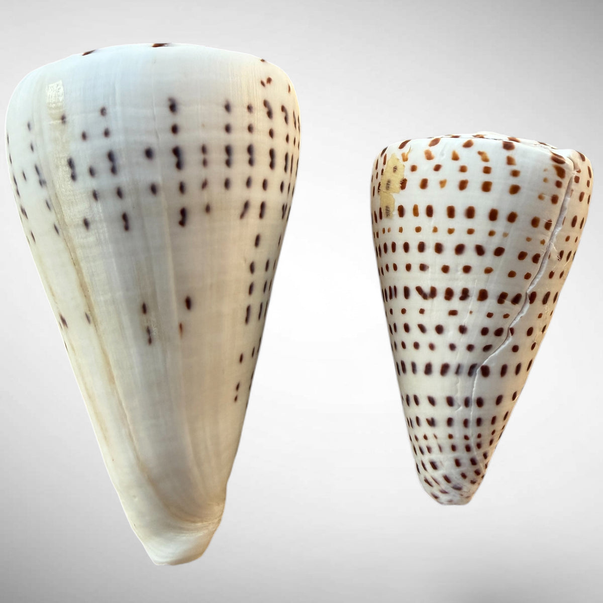 Lettered Cone Shell Pair (Conus litteratus) – Set of Two