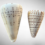 Lettered Cone Shell Pair (Conus litteratus) – Set of Two