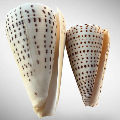Lettered Cone Shell Pair (Conus litteratus) – Set of Two