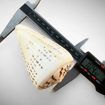 Lettered Cone Shell Pair (Conus litteratus) – Set of Two