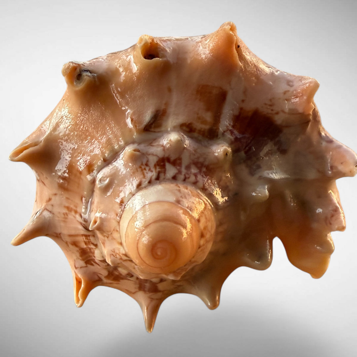 Imperial Volute Shell Specimen (Cymbiola imperialis)