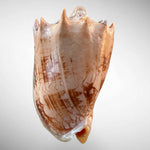 Imperial Volute Shell Specimen (Cymbiola imperialis)