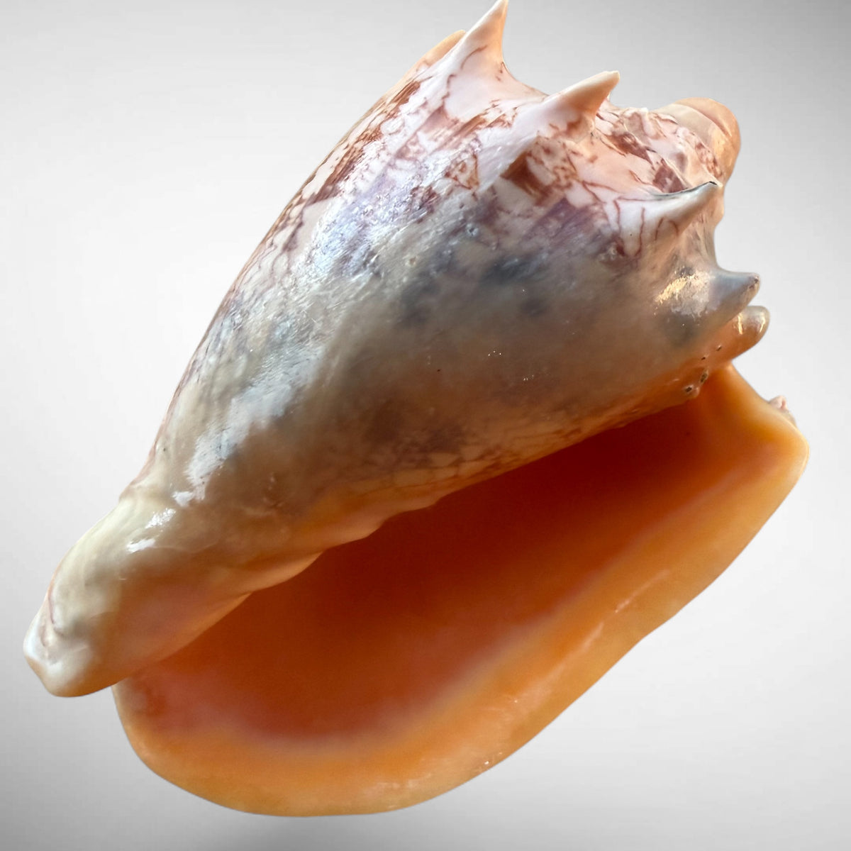 Imperial Volute Shell Specimen (Cymbiola imperialis)