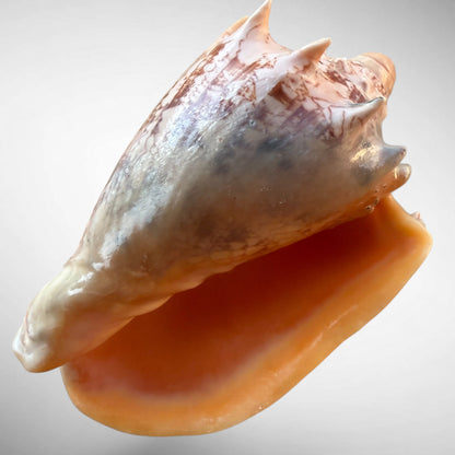 Imperial Volute Shell Specimen (Cymbiola imperialis)