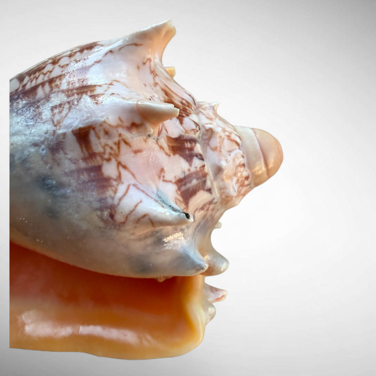 Imperial Volute Shell Specimen (Cymbiola imperialis)