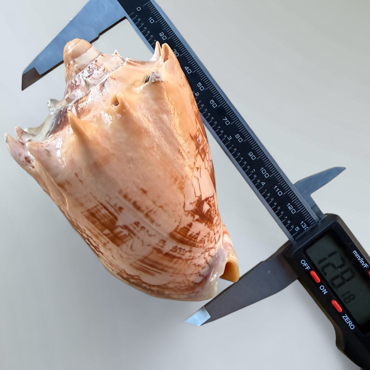 Imperial Volute Shell Specimen (Cymbiola imperialis)
