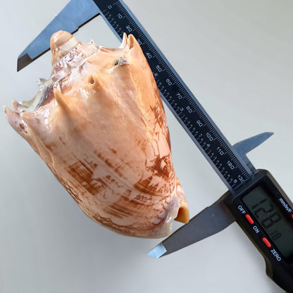 Imperial Volute Shell Specimen (Cymbiola imperialis)
