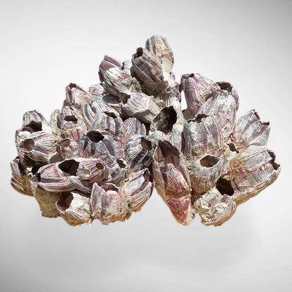 Purple Barnacle Coral Cluster – Natural Reef Specimen
