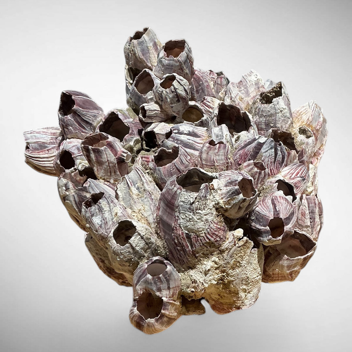 Purple Barnacle Coral Cluster – Natural Reef Specimen