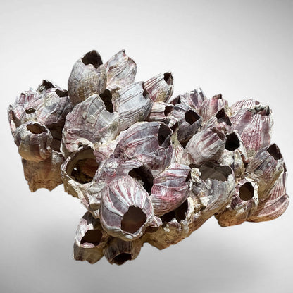 Purple Barnacle Coral Cluster – Natural Reef Specimen