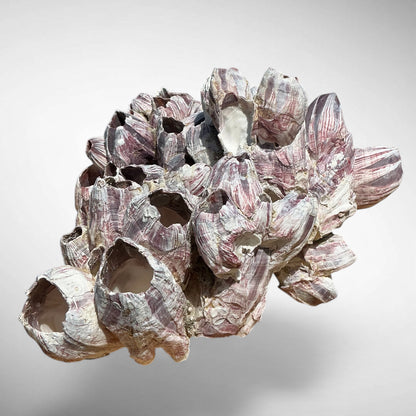 Purple Barnacle Coral Cluster – Natural Reef Specimen
