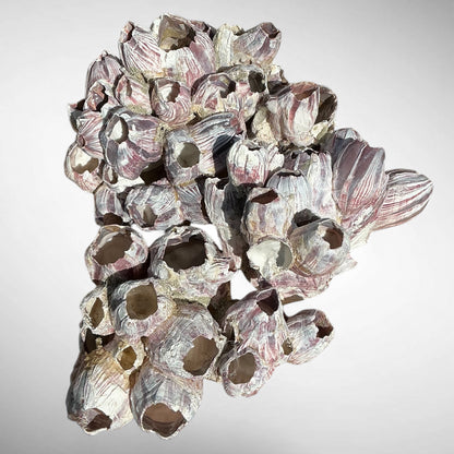 Purple Barnacle Coral Cluster – Natural Reef Specimen