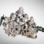 Purple Barnacle Coral Cluster – Natural Reef Specimen