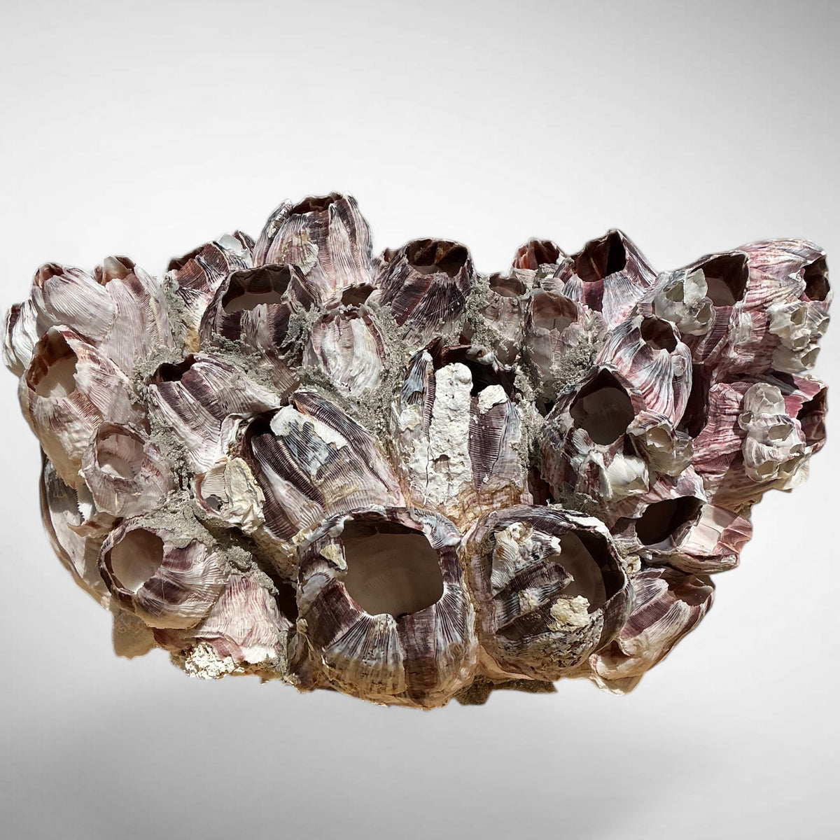 Purple Barnacle Coral Cluster – Natural Reef Specimen