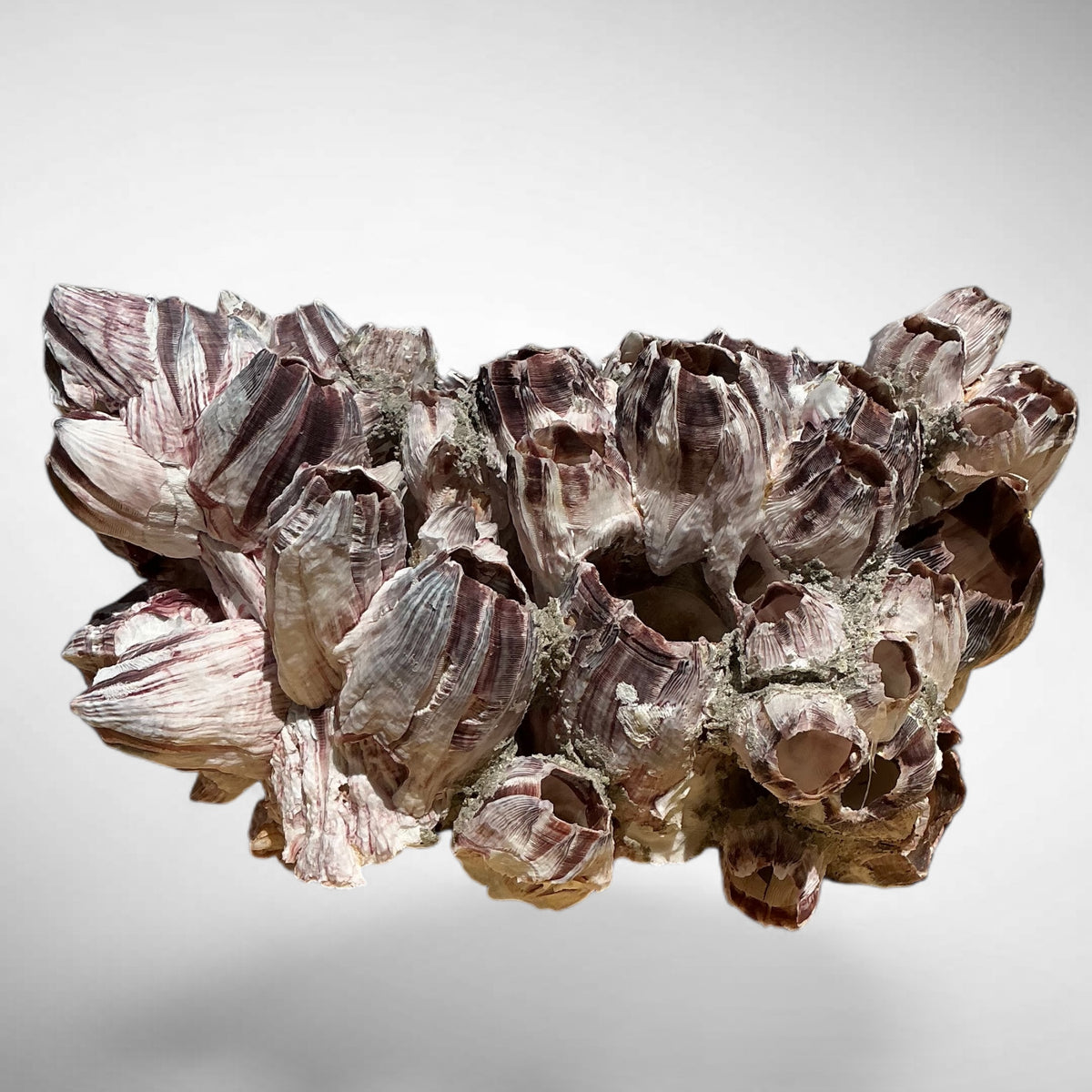 Purple Barnacle Coral Cluster – Natural Reef Specimen
