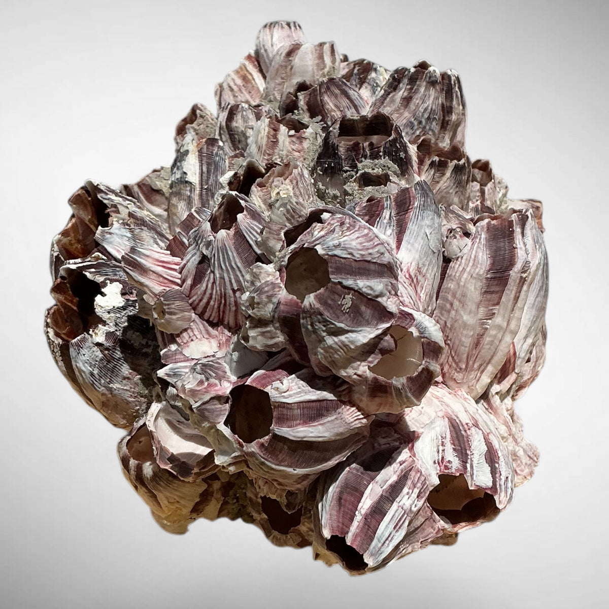Purple Barnacle Coral Cluster – Natural Reef Specimen