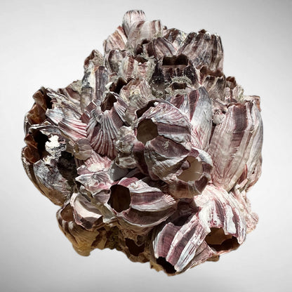 Purple Barnacle Coral Cluster – Natural Reef Specimen