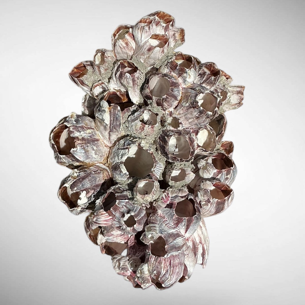 Purple Barnacle Coral Cluster – Natural Reef Specimen