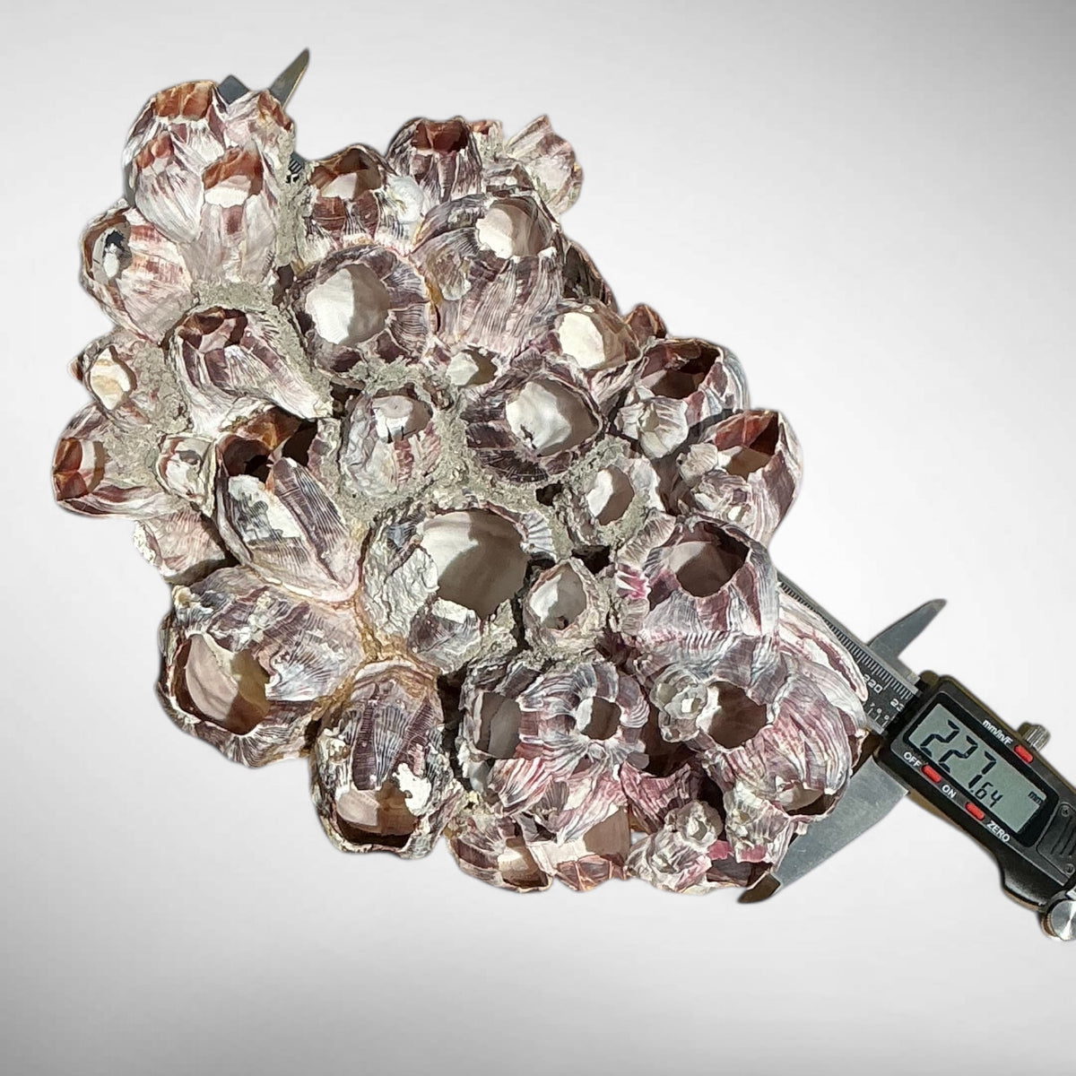 Purple Barnacle Coral Cluster – Natural Reef Specimen