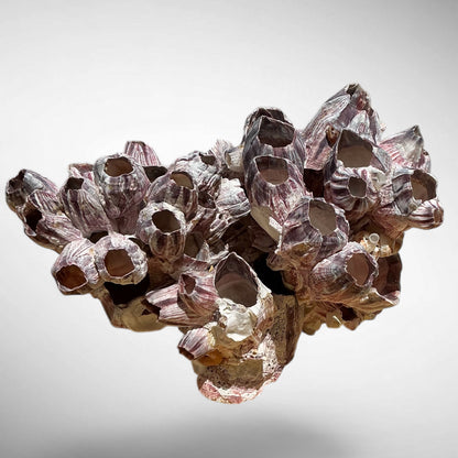 Purple Barnacle Coral Cluster – Natural Reef Specimen