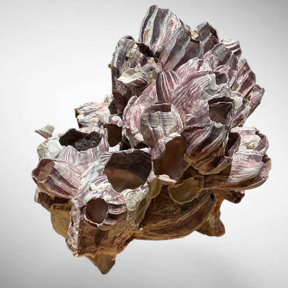 Purple Barnacle Coral Cluster – Natural Reef Specimen