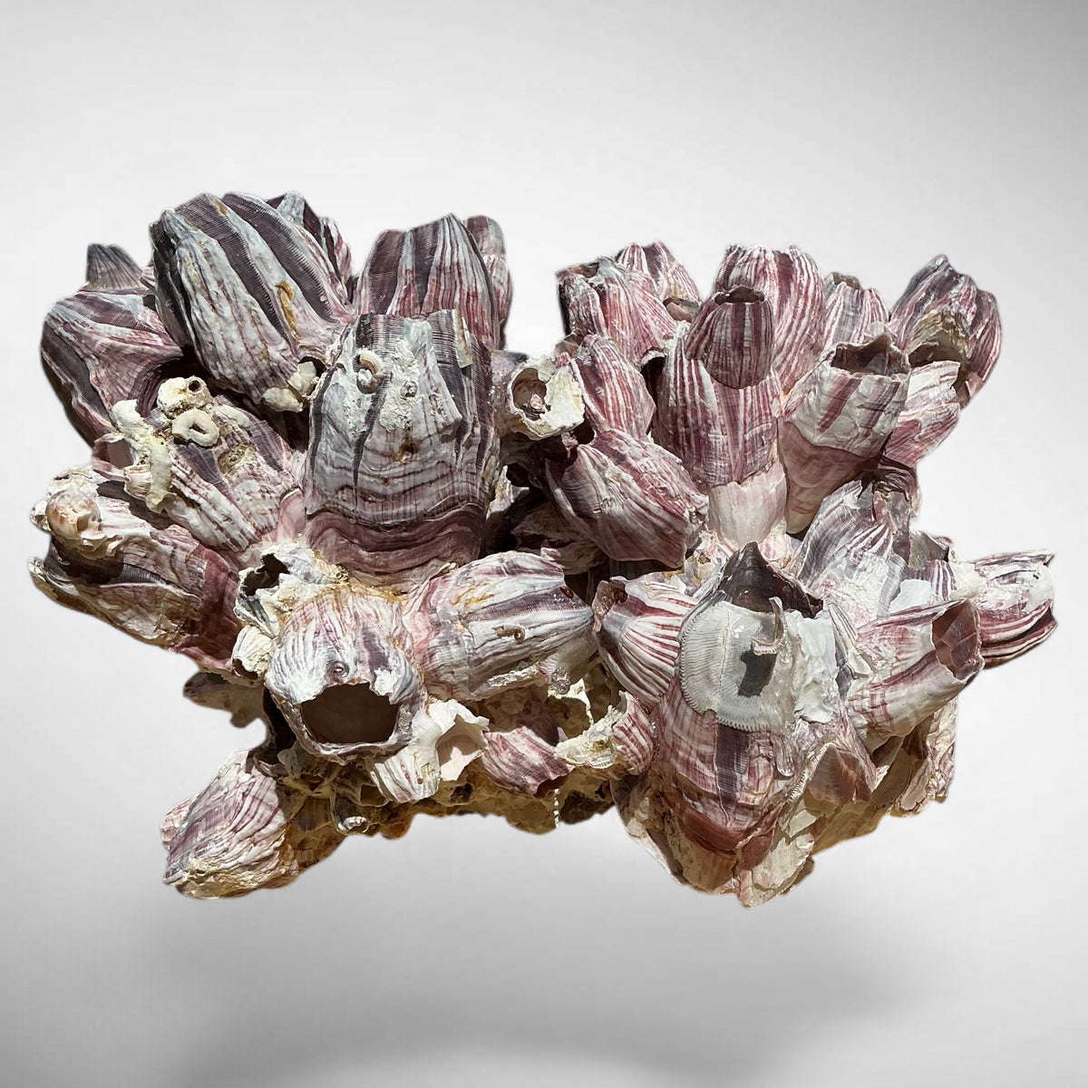 Purple Barnacle Coral Cluster – Natural Reef Specimen