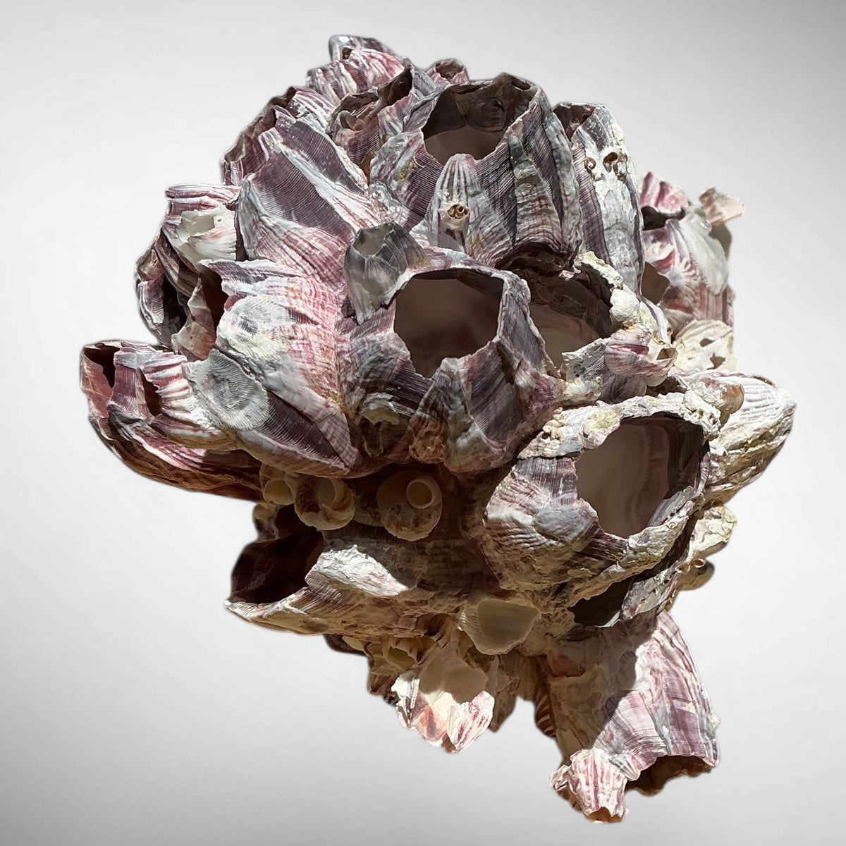 Purple Barnacle Coral Cluster – Natural Reef Specimen