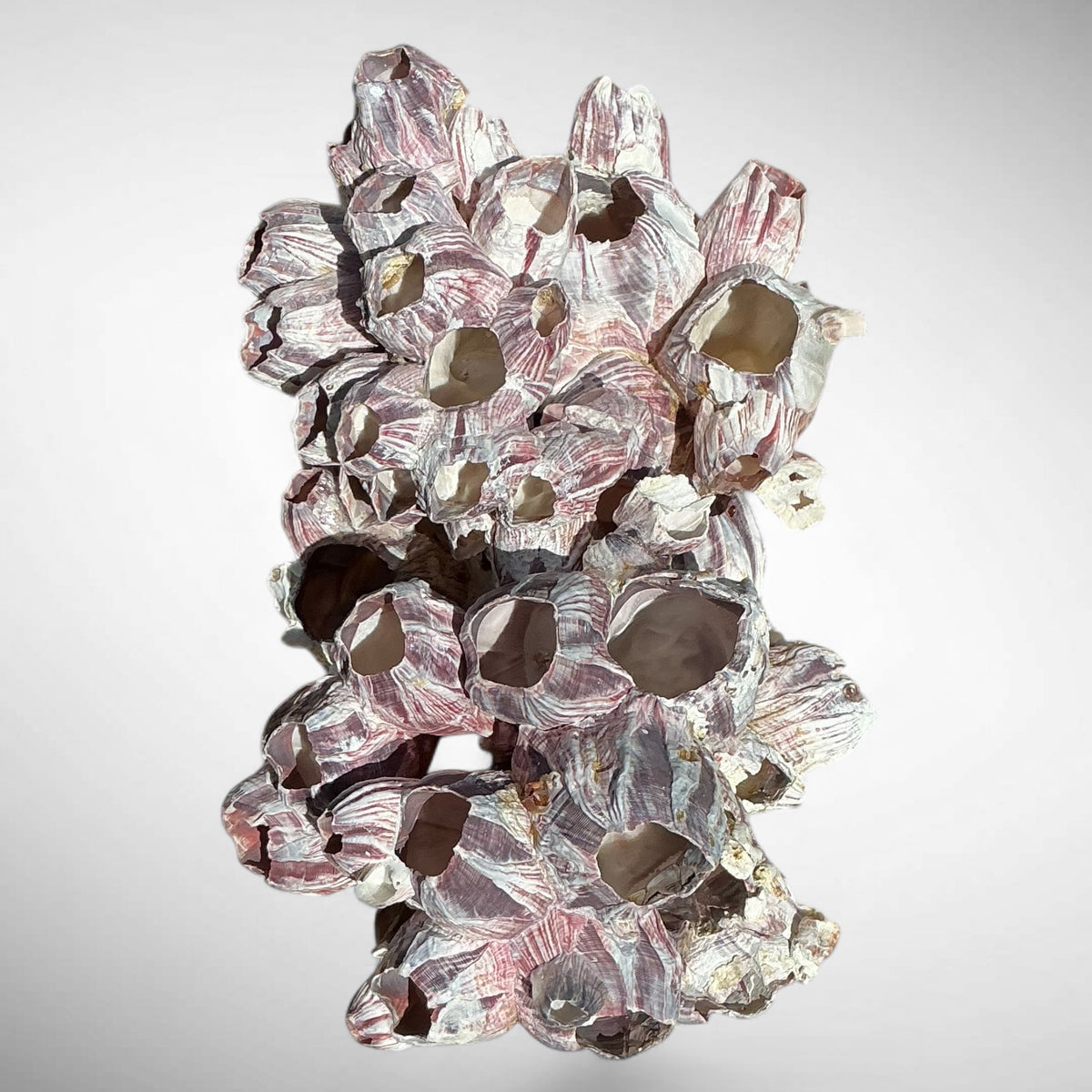 Purple Barnacle Coral Cluster – Natural Reef Specimen