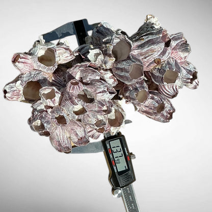 Purple Barnacle Coral Cluster – Natural Reef Specimen