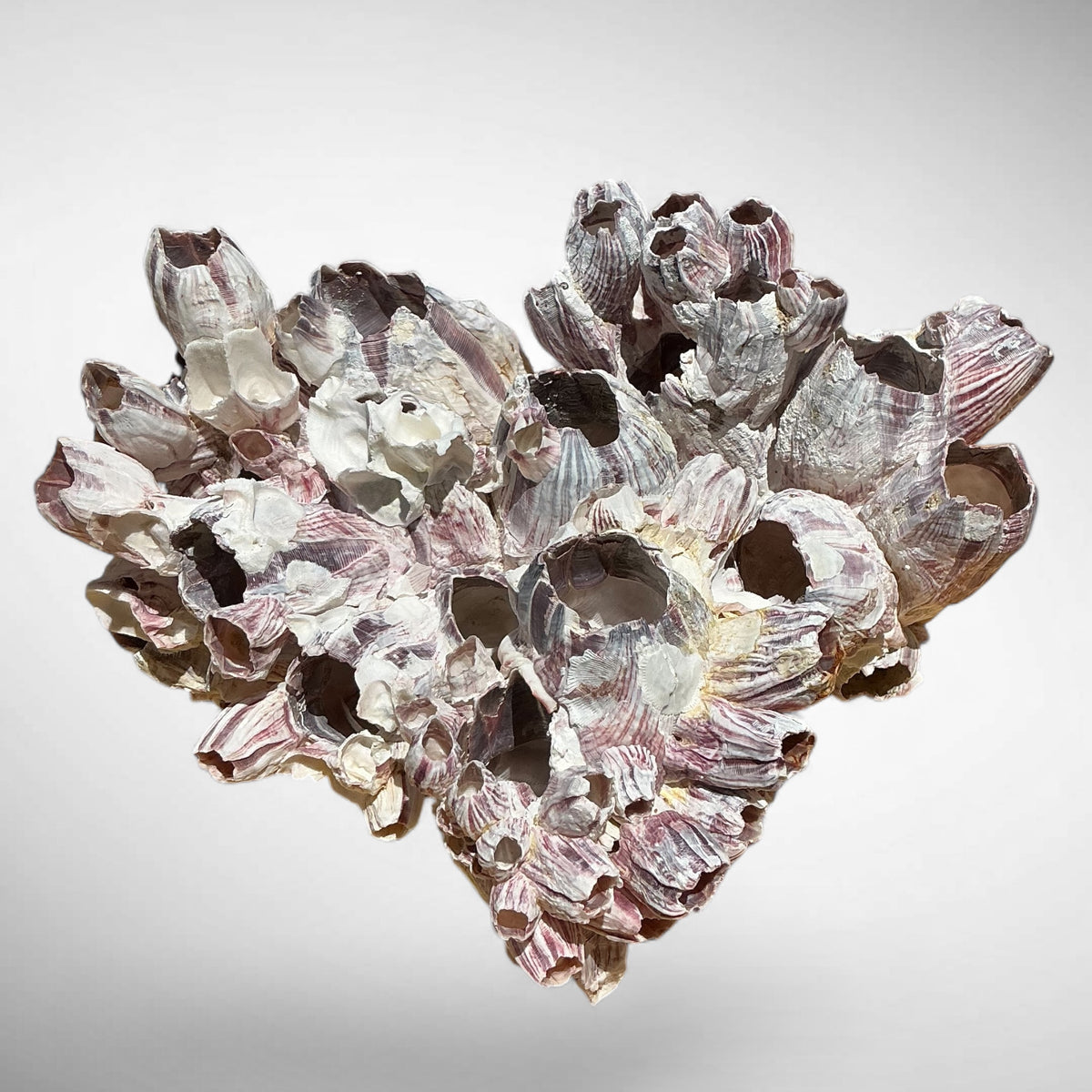 Purple Barnacle Coral Cluster – Natural Reef Specimen