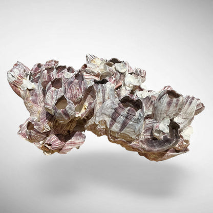 Purple Barnacle Coral Cluster – Natural Reef Specimen