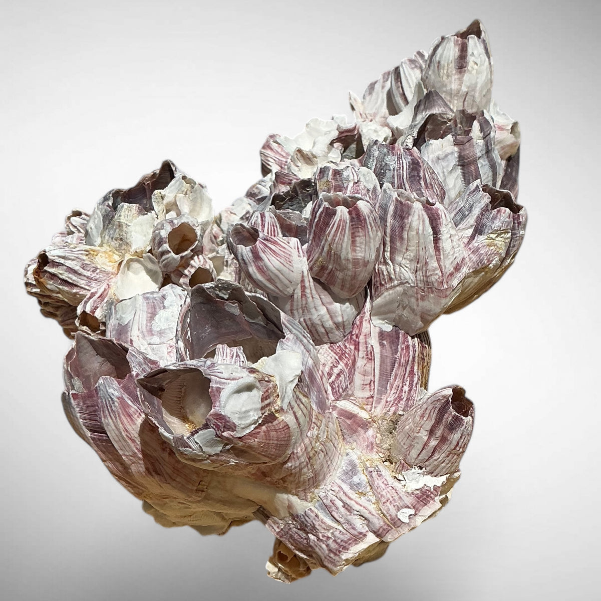 Purple Barnacle Coral Cluster – Natural Reef Specimen