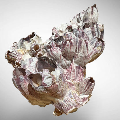 Purple Barnacle Coral Cluster – Natural Reef Specimen