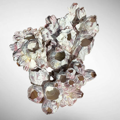 Purple Barnacle Coral Cluster – Natural Reef Specimen