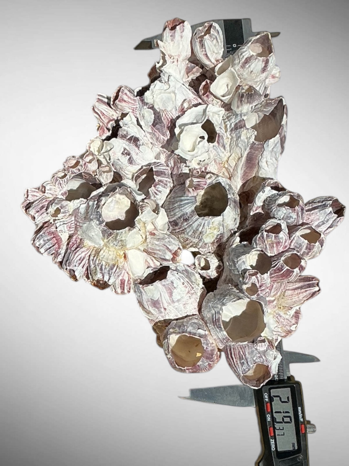 Purple Barnacle Coral Cluster – Natural Reef Specimen
