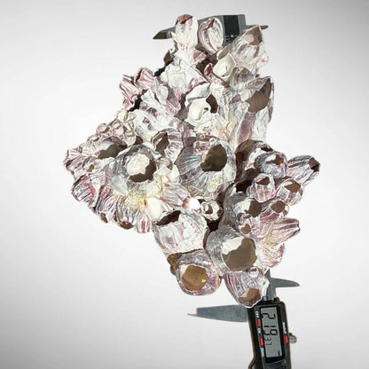 Purple Barnacle Coral Cluster – Natural Reef Specimen