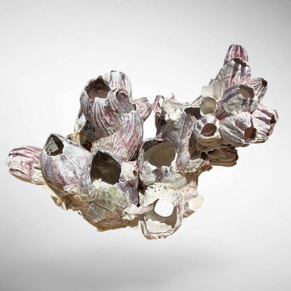 Purple Barnacle Coral Cluster – Natural Reef Specimen
