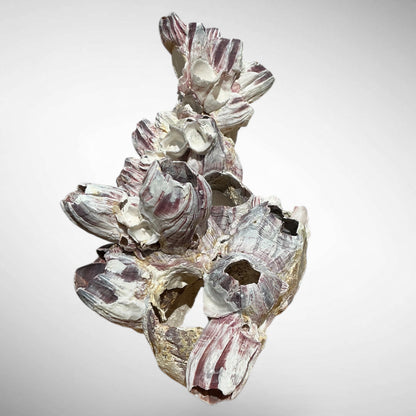 Purple Barnacle Coral Cluster – Natural Reef Specimen