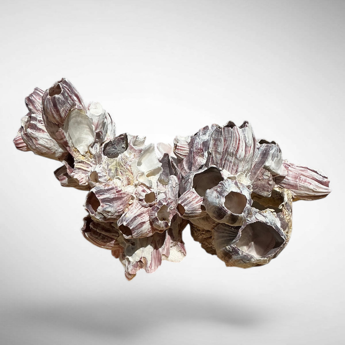 Purple Barnacle Coral Cluster – Natural Reef Specimen