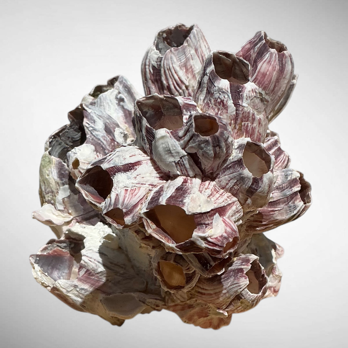 Purple Barnacle Coral Cluster – Natural Reef Specimen