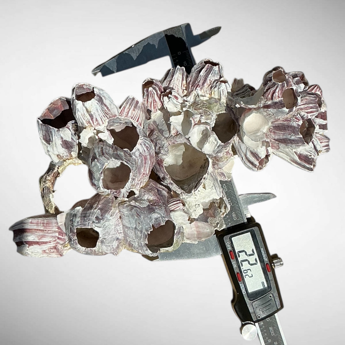 Purple Barnacle Coral Cluster – Natural Reef Specimen