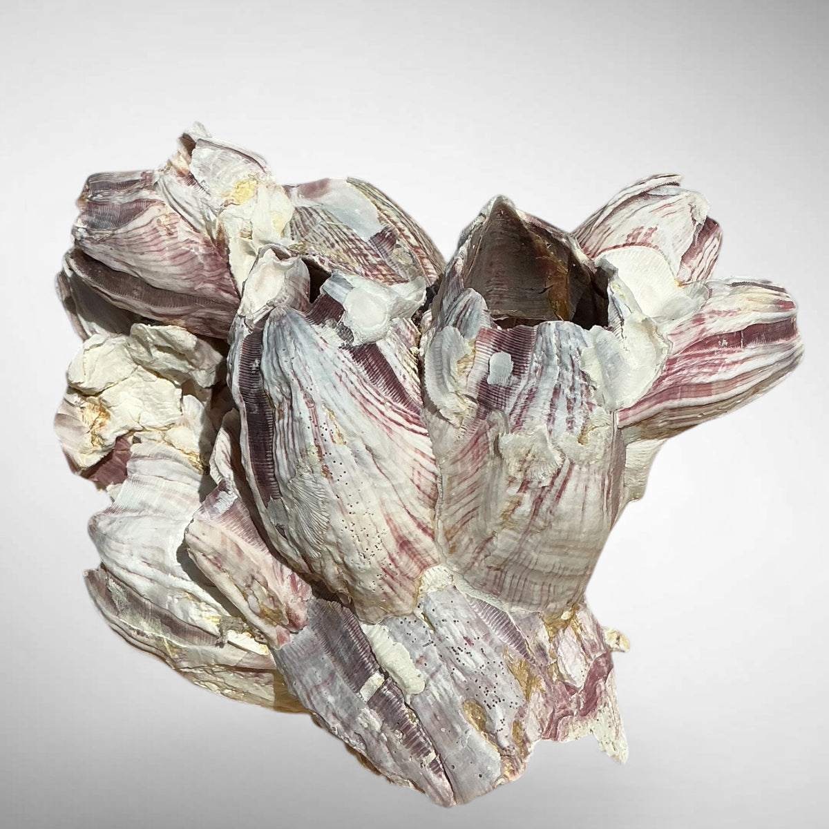 Purple Barnacle Coral Cluster – Natural Reef Specimen