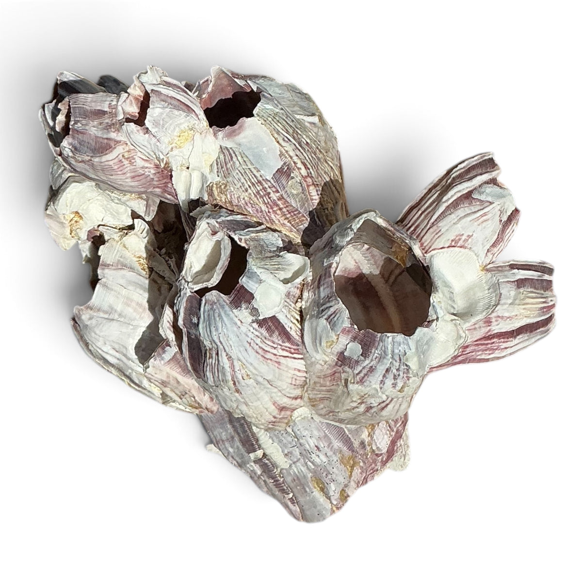 Purple Barnacle Coral Cluster – Natural Reef Specimen
