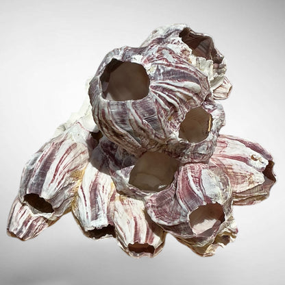 Purple Barnacle Coral Cluster – Natural Reef Specimen