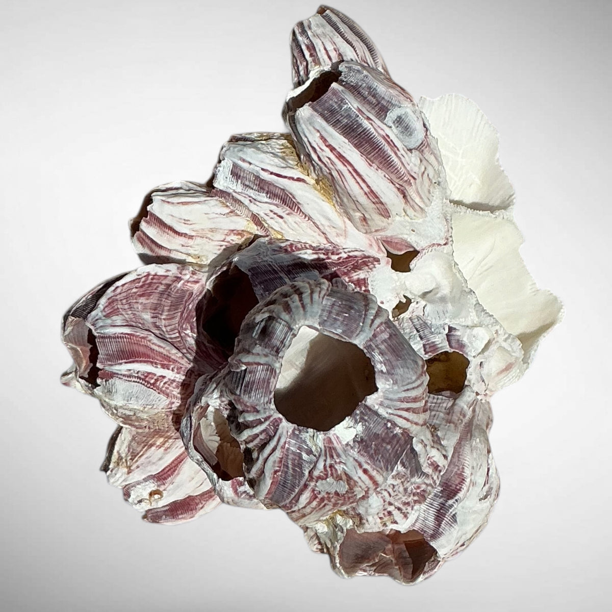Purple Barnacle Coral Cluster – Natural Reef Specimen