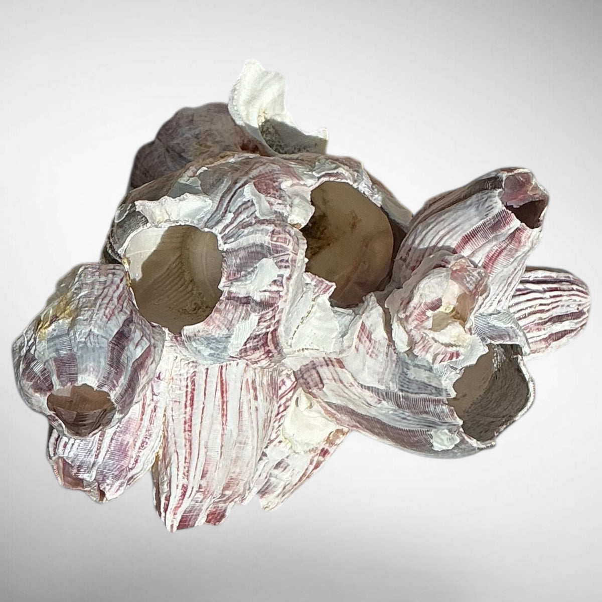 Purple Barnacle Coral Cluster – Natural Reef Specimen